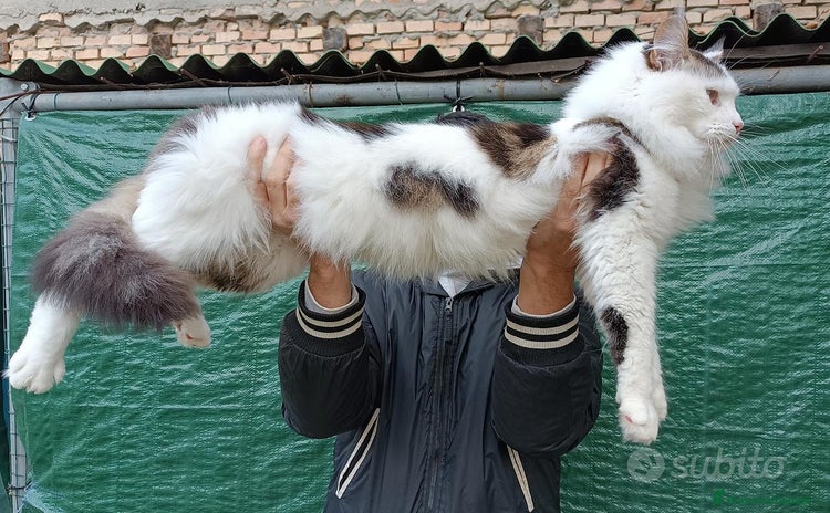 Maine Coon gatti - Annuncio 4