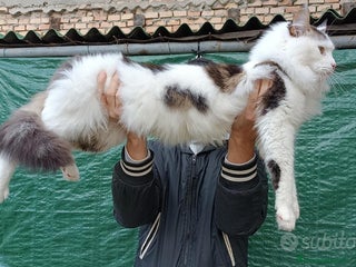 Maine Coon gatti Maine Coon stallone pedigree da riproduzione monta - Annuncio 8