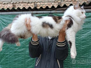 Maine Coon gatti Maine Coon stallone pedigree da riproduzione monta - Annuncio 6