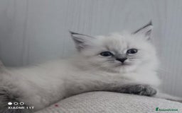 Siberiano gatti in vendita: Cuccioli siberiani  - Annuncio 6