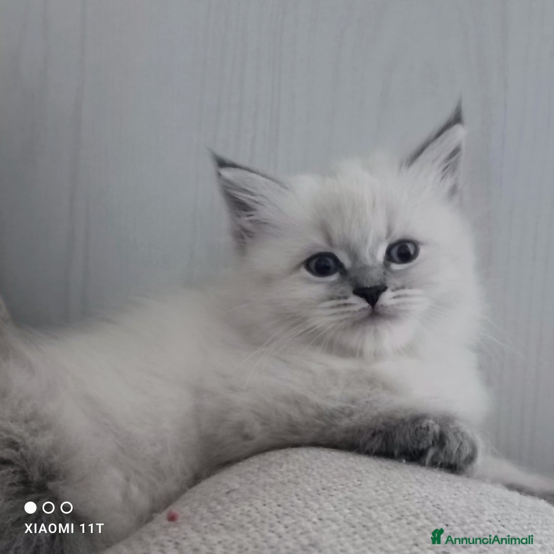 Siberiano gatti in vendita: Cuccioli siberiani  - Annuncio 6