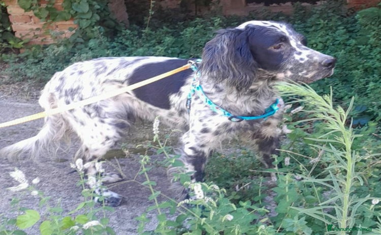 Setter Inglese cani UNA FAMIGLIA PER PERLA - Annuncio 12