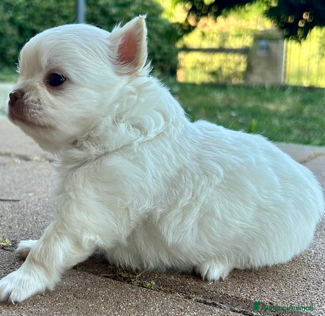 Chihuahua cani in vendita: Cuccioli di chihuahua a pelo lungo PEDIGREE a Provincia di Chieti - Immagine 4