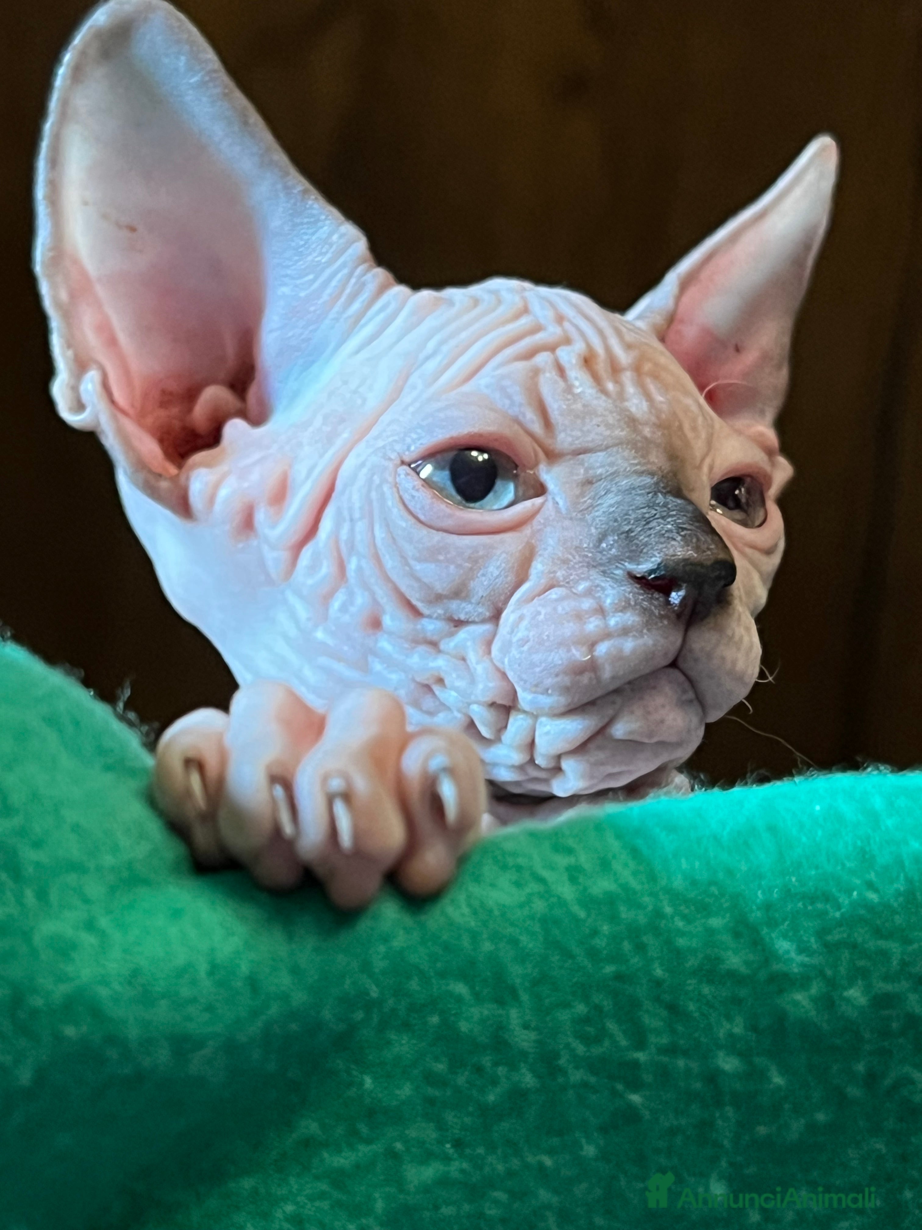 Sphynx gatti Sphynx  - Annuncio 7