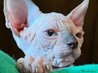 Sphynx gatti Sphynx - Annuncio 7