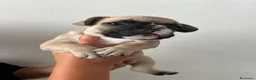 Bulldog Francese cani in vendita: Bulldog francese  - Annuncio 10