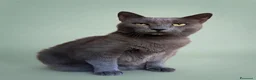 Europeo gatti in regalo: Gatti in adozione! a Provincia di Vicenza - Annuncio 1