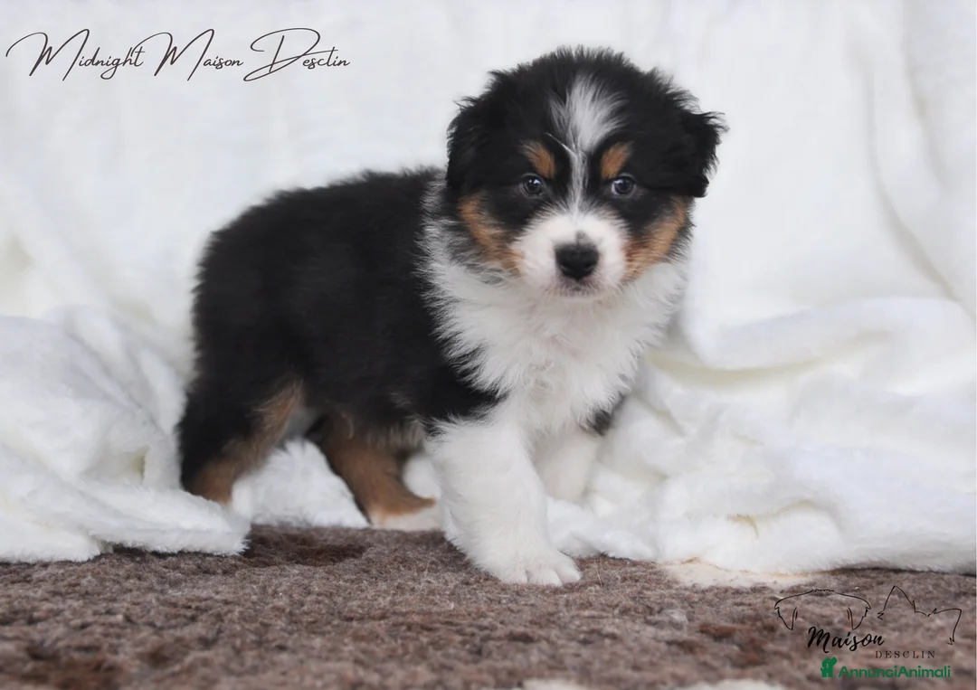 Australian Shepherd cani in vendita: Cuccioli Pastore Australiano  - Annuncio 2