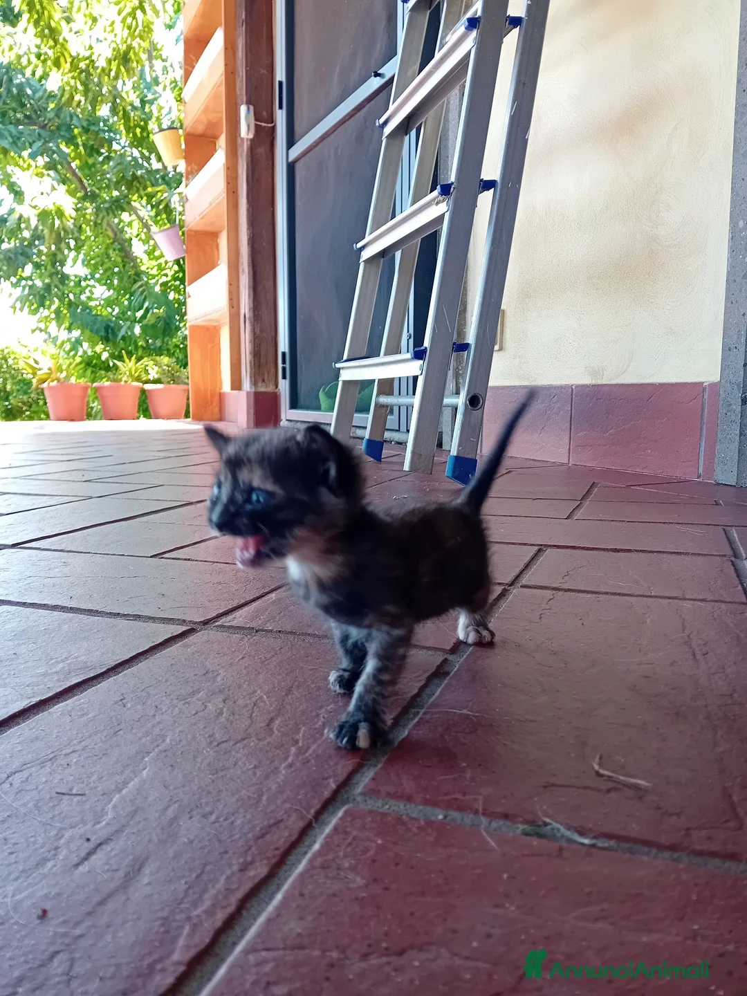 Meticcio gatti in regalo: Regaliamo cucciola di gatto femmina - Annuncio 3