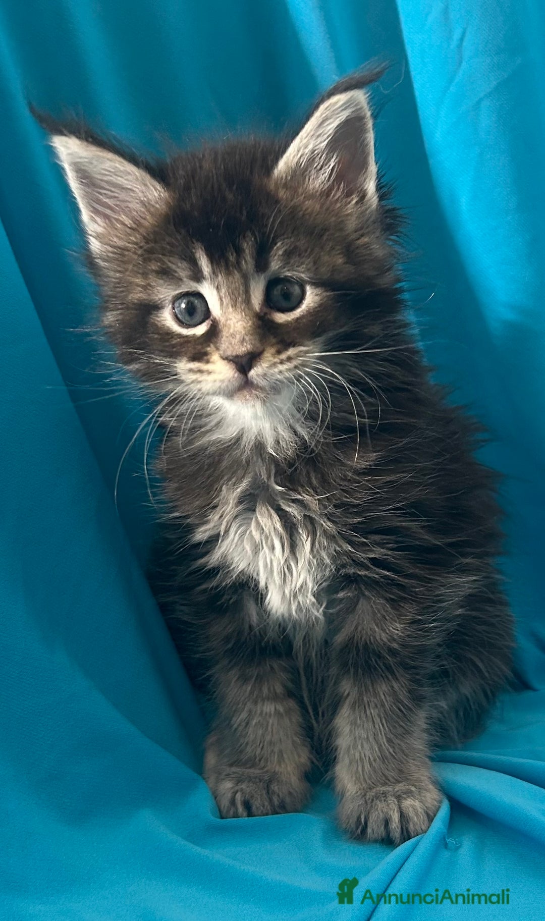 Maine Coon gatti in vendita: Maine coon con pedigree  - Annuncio 5