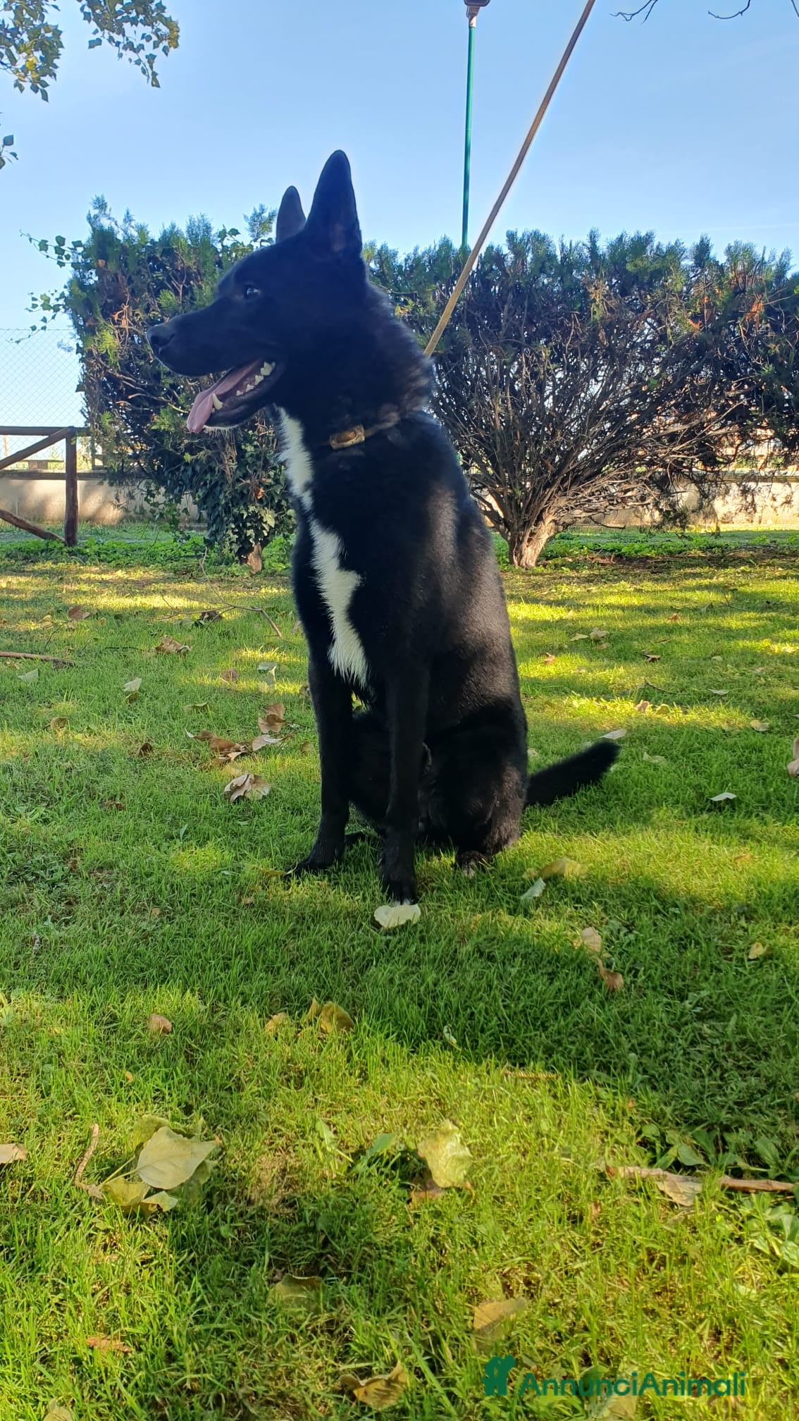 Altre razze cani Filippo, cucciolone di un anno cerca casa - Annuncio 17