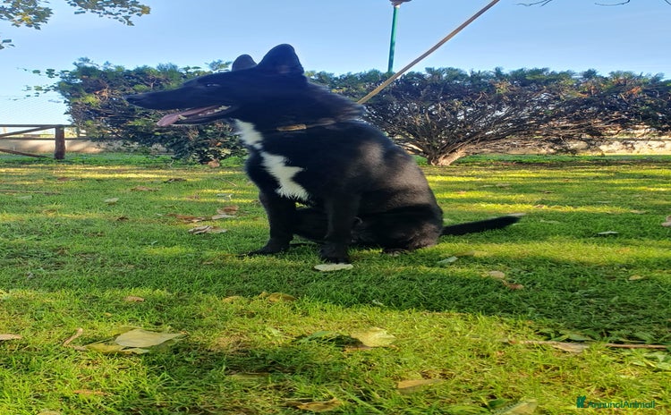 Altre razze cani - Annuncio 7