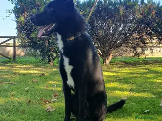 Altre razze cani Filippo, cucciolone di un anno cerca casa - Annuncio 15