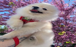 Spitz cani per accoppiamento: Cercasi Femmina Roma a Città metropolitana di Roma Capitale - Immagine 3