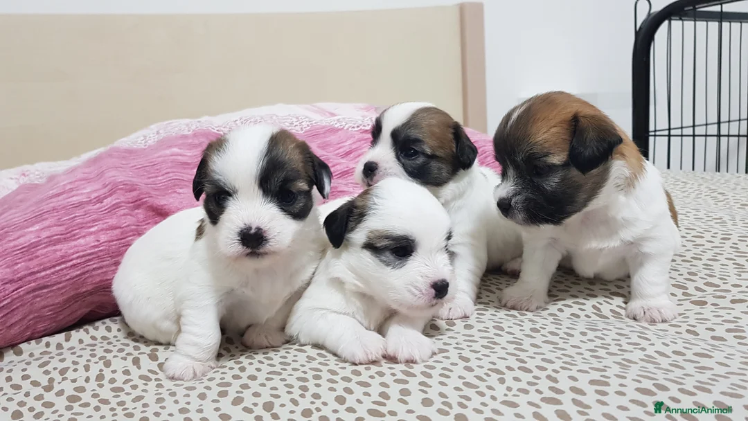 Immagine della galleria {{count}}