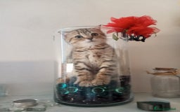 Scottish gatti in vendita: Gattine British a Città Metropolitana di Torino - Immagine 7