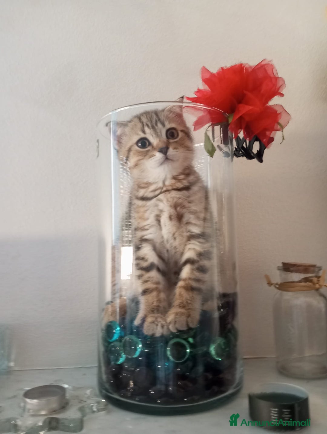 Scottish gatti in vendita: Gattine British a Città Metropolitana di Torino - Immagine 7