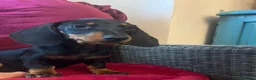 Bassotto cani in vendita: Cuccioli Bassotto Kaninchen e nano - Annuncio 12