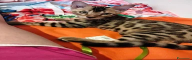 Bengala 3