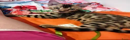 Bengala gatti in vendita: Bengala sconto 30% sul 2° cucciolo,con pedigree - Annuncio 9