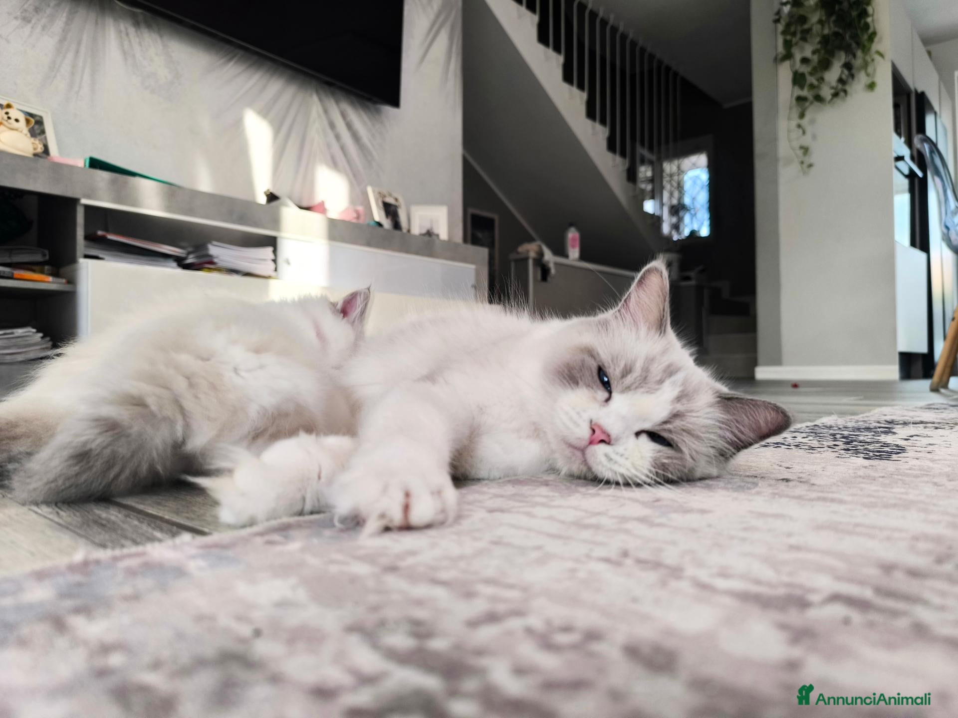 Ragdoll gatti in vendita: Cuccioli di Ragdoll con pedigree enfi - Annuncio 2