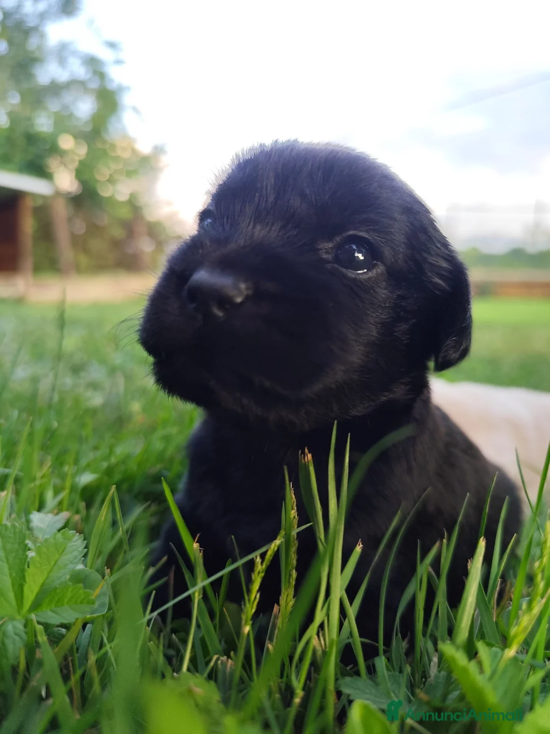 Labrador cani in vendita: Splendidi cuccioli di Labrador a Città metropolitana di Roma Capitale - Annuncio 2