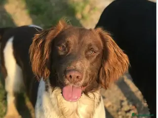 Springer Spaniel Inglese cani Springer Spaniel 8anni PADRONE DECEDUTO! BERGAMO - Annuncio 3