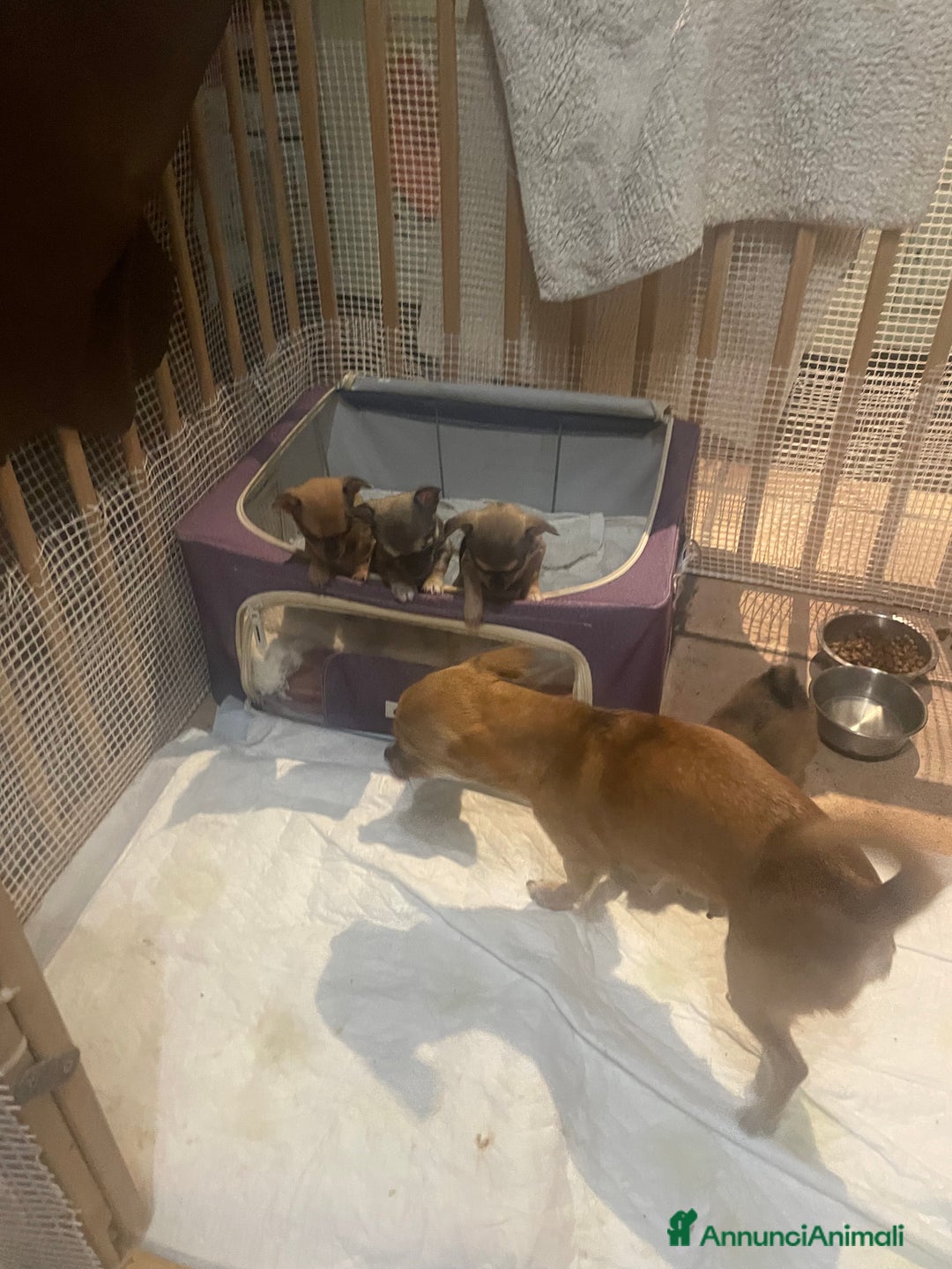 Chihuahua cani in vendita: Vendo Cuccioli Chihuahua purissimi - Annuncio 4
