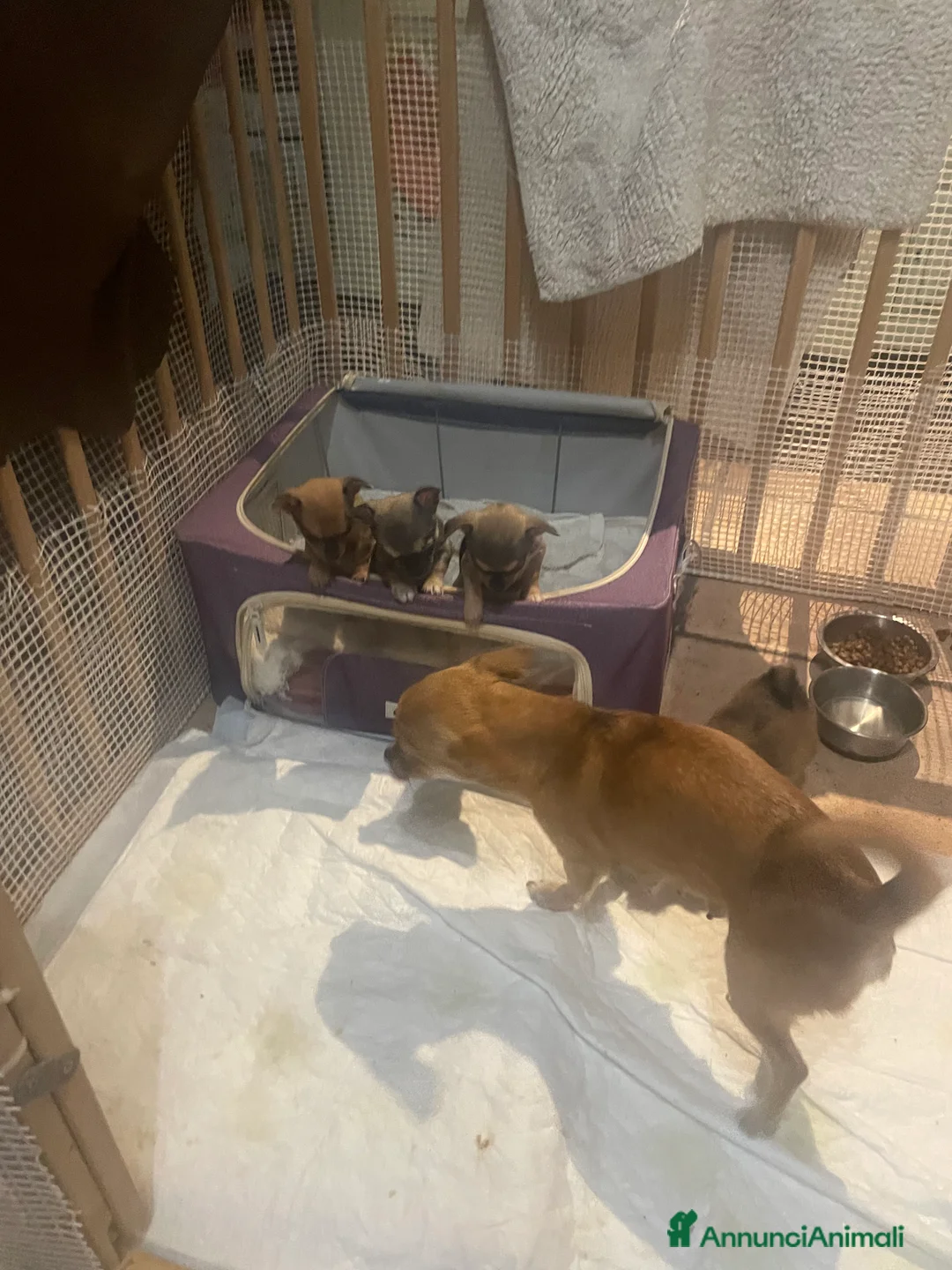 Chihuahua cani in vendita: Vendo Cuccioli Chihuahua purissimi - Annuncio 4