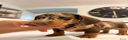 Bassotto Nano cani in vendita: Cuccioli di bassotto a pelo corto Arlecchino  - Annuncio 2
