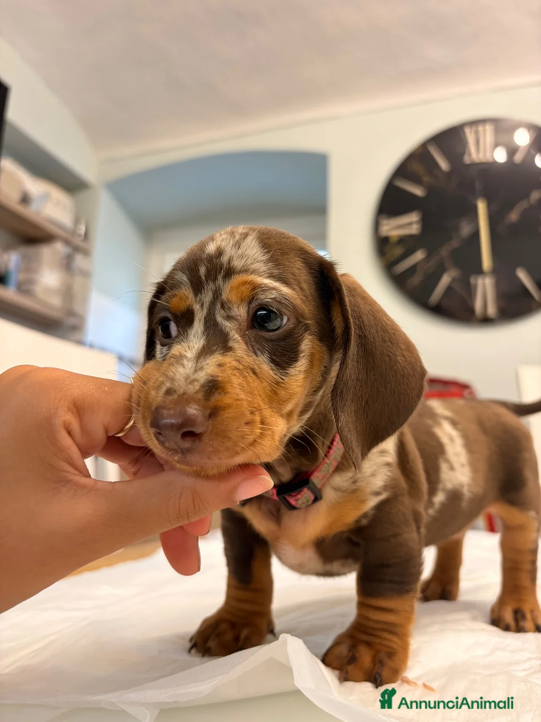 Bassotto Nano cani in vendita: Cuccioli di bassotto a pelo corto Arlecchino  - Annuncio 2