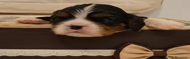 Cavalier King 3