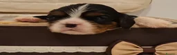 Cavalier King cani in vendita: Cuccioli di Cavalier King pedigree ed affisso Enci a Provincia di Barletta-Andria-Trani - Annuncio 7