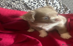 Chihuahua cani in vendita: Chihuahua con pedigree - Immagine 4
