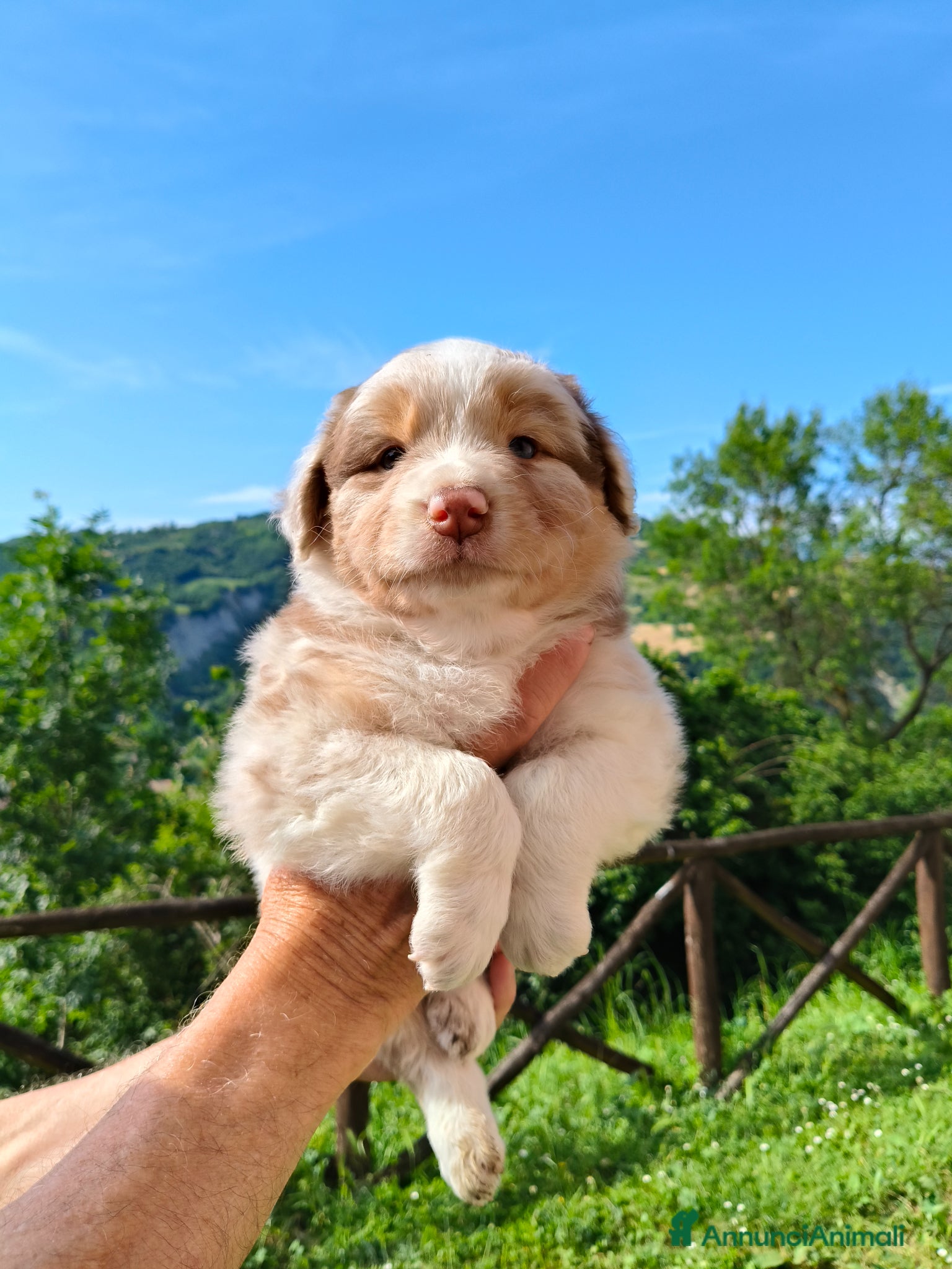Australian Shepherd cani Cuccioli Australian Shepherd - Annuncio 1