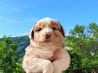 Australian Shepherd cani Cuccioli Australian Shepherd - Annuncio 1