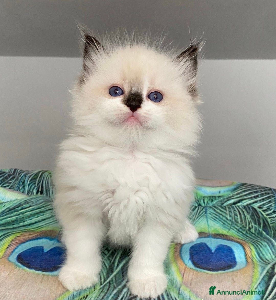 Ragdoll gatti in vendita: Cuccioli ragdoll bicolor con Pedigree  - Annuncio 2