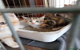 Europeo gatti in regalo: 5 cuccioli e mamma cercano casa❤️ - Immagine 3