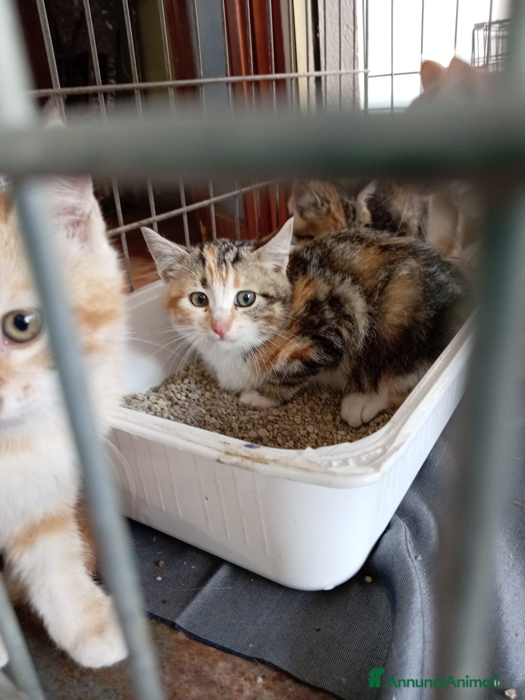 Europeo gatti in regalo: 5 cuccioli e mamma cercano casa❤️ - Annuncio 3