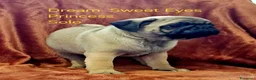 Carlino cani in vendita: Cuccioli di carlino con pedigree (1800€ - 2500€) a Città Metropolitana di Firenze - Annuncio 6
