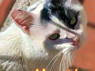 Europeo gatti ADOZIONE DEL CUORE PER MARTINO - Annuncio 4