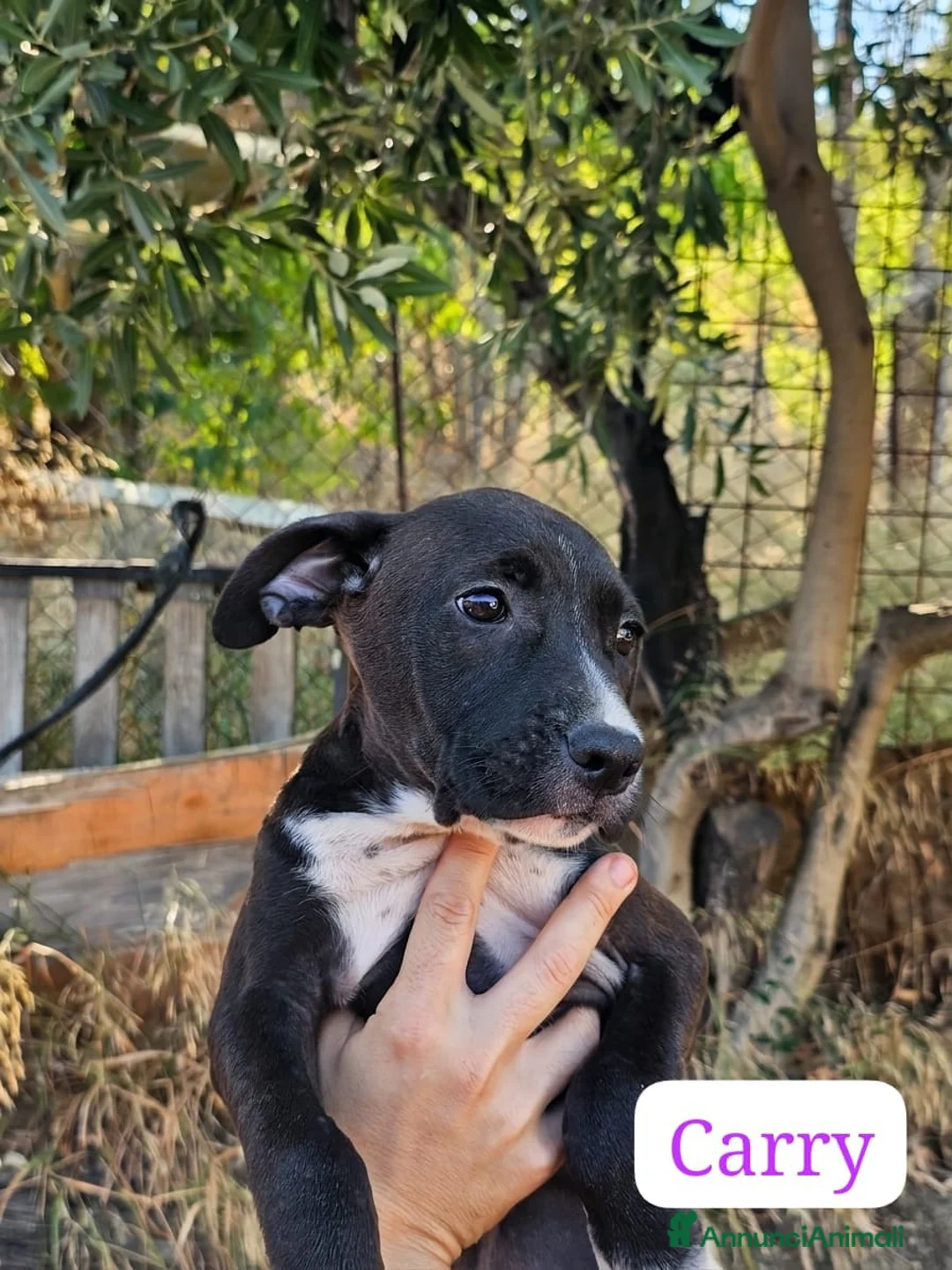 Meticcio cani in regalo: Carry - Annuncio 2