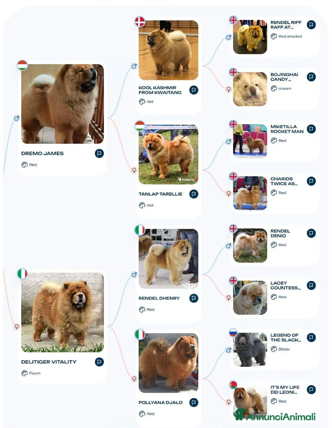 Chow Chow cani in vendita: DISPONIBILI CUCCIOLI DI CHOW-CHOW ALTA GENEALOGIA - Annuncio 2