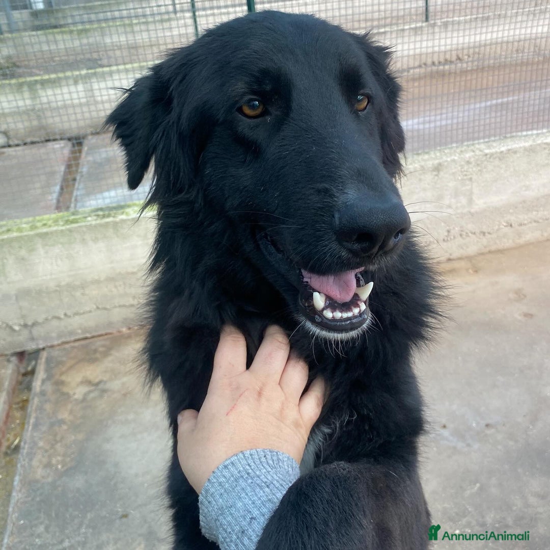 Altre razze cani in regalo: Anubi incrocio PASTORE BELGA in adozione a Latina - Annuncio 3