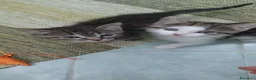 Europeo gatti in regalo: Ariella e Archimede sognano casa! - Annuncio 1