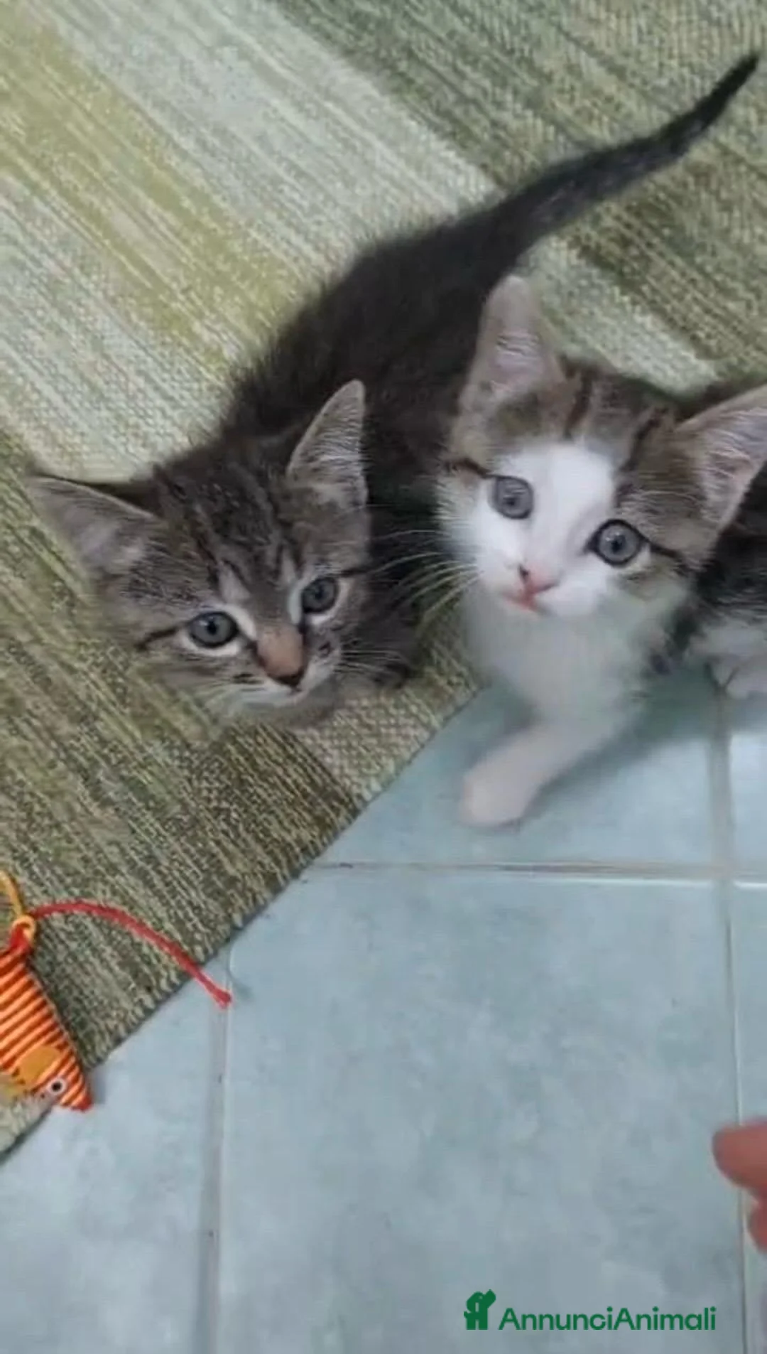 Europeo gatti in regalo: Ariella e Archimede sognano casa! - Annuncio 1
