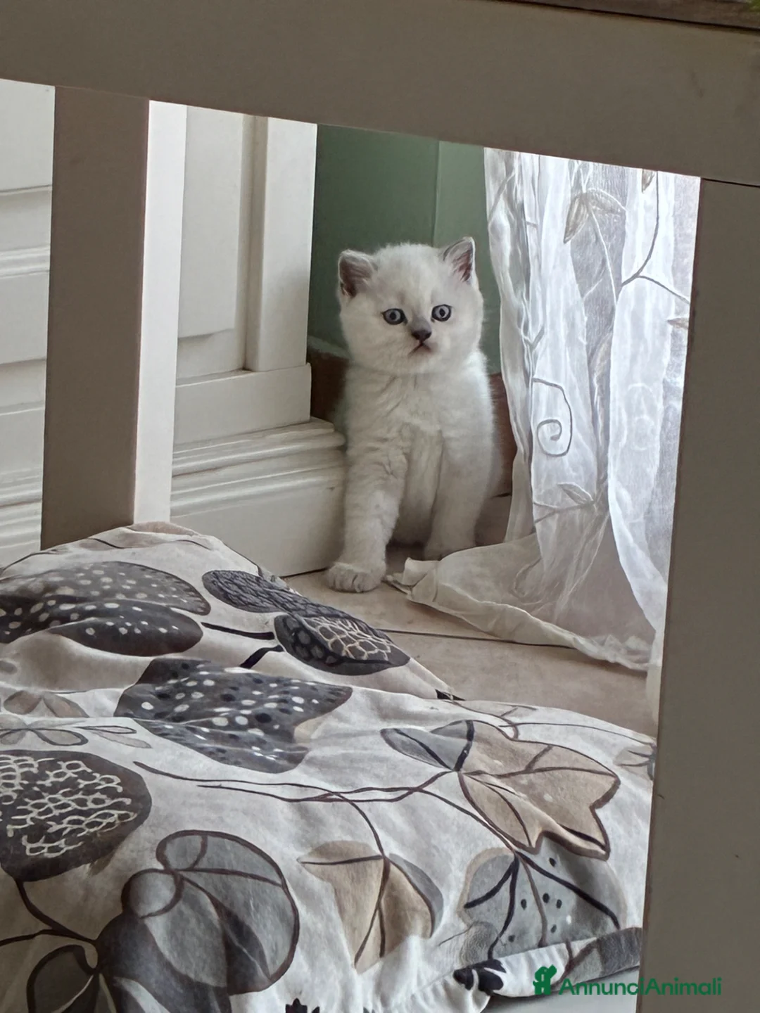 Scottish gatti in vendita: Scottish Fold e Straight - Annuncio 2