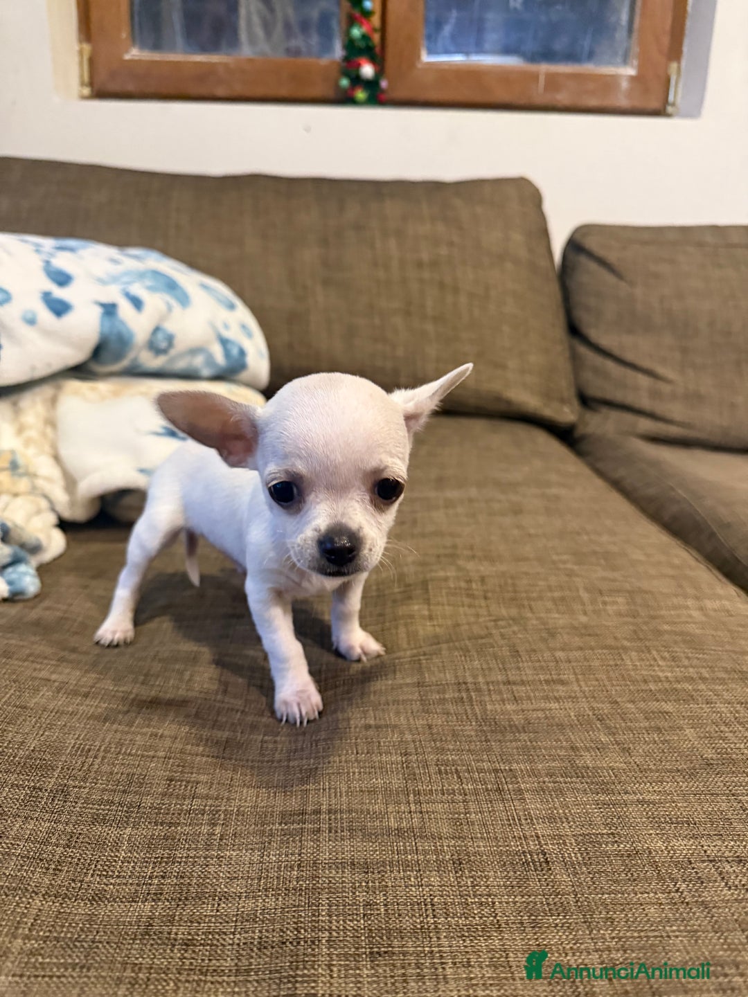 Chihuahua cani in vendita: Chihuahua di 2 mesi maschio - Annuncio 3