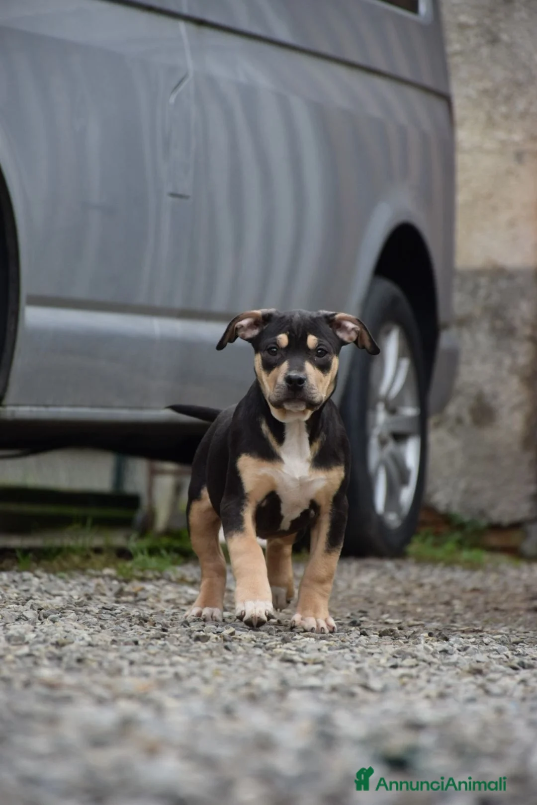 Pitbull cani in vendita: Pit Bull Tricolor con pedigree fino a 12 rate - Annuncio 1