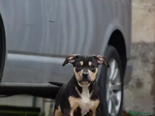 Pitbull cani Pit Bull Tricolor con pedigree fino a 12 rate - Annuncio 2